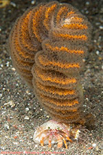 sea pen